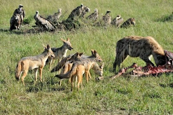 4 days Tanzania safari Tour to Arusha NP,Lake Manyara, Ngorongoro Crater and Lake Manyara